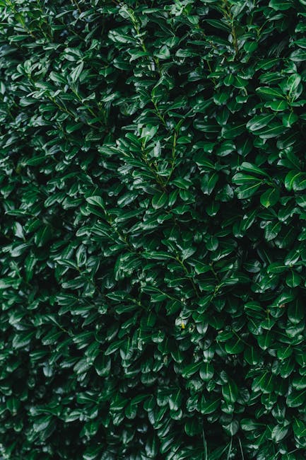Close-up view of a dense, well-maintained hedge composed of dark green, glossy leaves with a slightly wavy texture. The hedge appears healthy and lush, with uniform foliage and no visible gaps. The ba